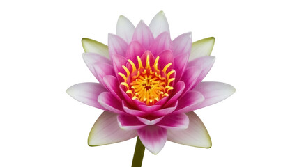 Obraz premium Pink water lily isolated PNG on transparent background, beautiful lotus flower with yellow center for design and decoration use