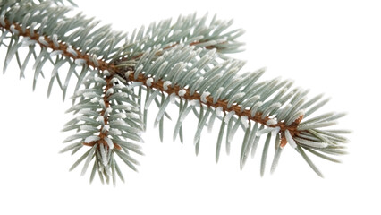 Frosted blue spruce branch PNG isolated on transparent background, evergreen tree twig with ice crystals for winter holiday design
