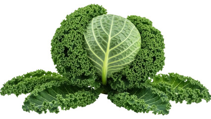Fresh green kale cabbage isolated PNG, healthy leafy vegetable with curly leaves on transparent background for food and nutrition concepts