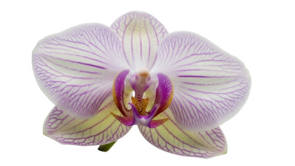 Elegant orchid flower with purple stripes isolated PNG, delicate blossom on transparent background for botanical designs and spring themes
