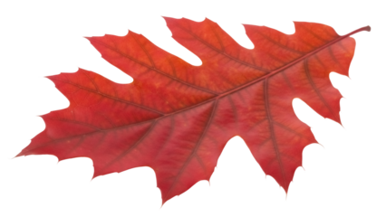 Red oak leaf PNG isolated on transparent background, autumn foliage with detailed veins for seasonal design projects