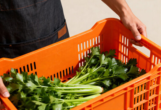 Person in an apron holding a bright orange crate filled with fresh celery. Farmer delivering organic green vegetables from the harvest. Healthy food and local produce concept - Powered by Adobe