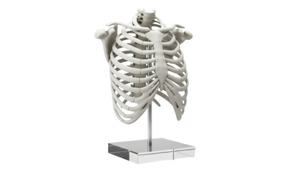 Isolated human torso skeleton model for anatomical study and medical education purposes