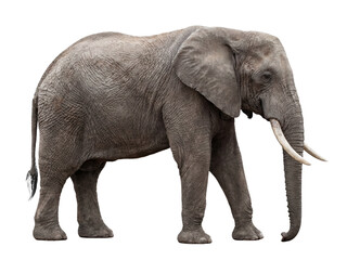Fototapeta premium African elephant standing, side view, isolated on transparent background (PNG)