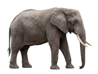 African elephant standing, side view, isolated on transparent background (PNG)