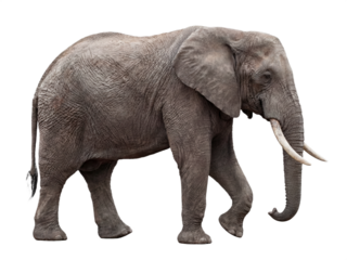 African elephant walking, side view, isolated on transparent background (PNG)