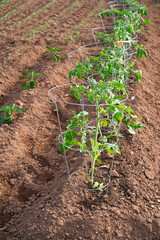 Row of young tomato plants each supported with a metal cage.