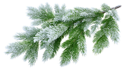 Snowy Green Fir Branch Laying Diagonally with Fresh Snowfall Highlights on transparent background