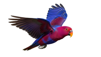 Isolated Lorius lory with crimson, blue plumage in flight, a colorful, tropical bird