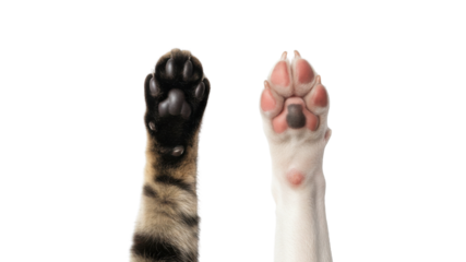 Close-up of striped cat paw and white dog paw isolated on white background