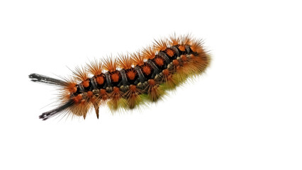 Rusty tussock moth caterpillar PNG isolated on transparent background, orange and black hairy insect for nature and wildlife designs