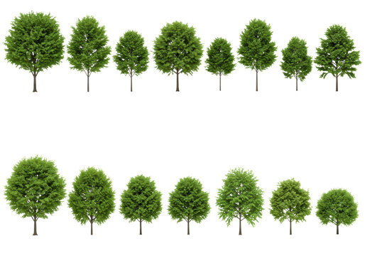 ultra-detailed 3d rendered oak and maple deciduous trees shown in precise elevation and plan views, isolated on transparent, professional architectural asset catalog, concept for landscape