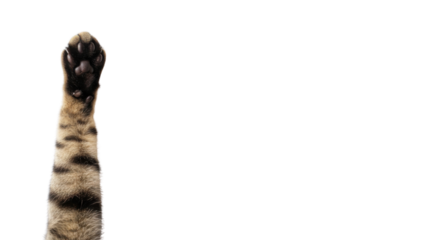 Isolated Cat's Striped Paw and Leg with Dark Pads Reaching Upwards on White Background