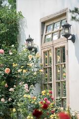 Rustic Wooden Window with Blooming English Roses in a White Wall Cottage