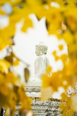 Serene White Buddha Statue Framed by Golden Yellow Flowers