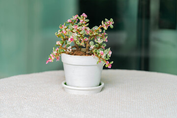 Small Potted Plant with Pink Flowers on a White Tablecloth