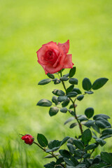 Single Vibrant Coral Rose Blooming on a Soft Green Grass Background
