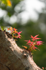 Tiny Red Maple Leaves Sprouting from Tree Bark with Soft Bokeh Background