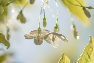 White Wrightia Religiosa Flowers with Backlight and Sparkling Bokeh Background
