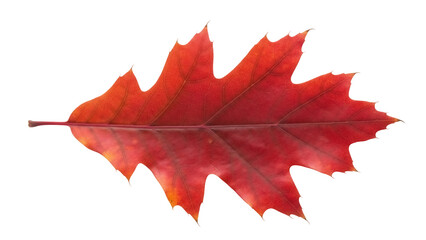 Red oak leaf PNG isolated on transparent background, autumn foliage with vibrant color for seasonal design projects
