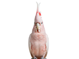 Isolated Major Mitchell's cockatoo with raised crest feathers, also known as Pink Cockatoo © Oisin