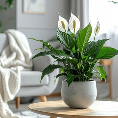 Peace lily plant in a gray pot on a light wooden coffee table in a modern living room