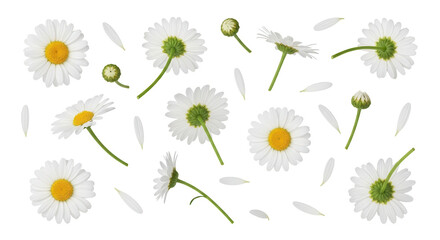 Collection of White Chamomile Daisies and Petals Isolated on Clean White Background
