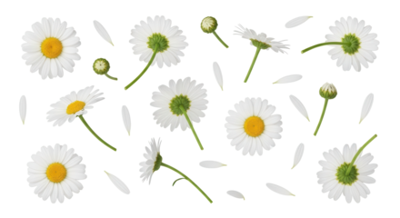 Collection of White Chamomile Daisies and Petals Isolated on Clean White Background