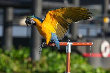 Parrots and macaws are kept as pets until people trust them enough not to fly away, then they are released to fly freely in the air. © nopwaratch