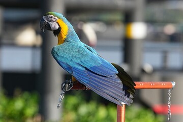 Parrots and macaws are kept as pets until people trust them enough not to fly away, then they are released to fly freely in the air. © nopwaratch