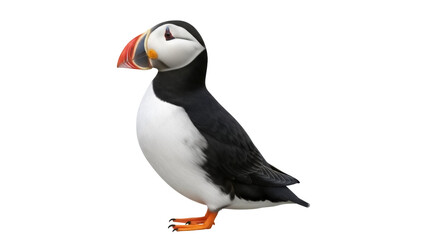 Atlantic puffin PNG isolated on transparent background, seabird with colorful beak and plumage, wildlife animal for design use