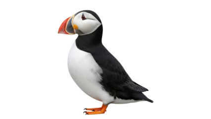 Atlantic puffin PNG isolated on transparent background, seabird with colorful beak and plumage, wildlife animal for design use