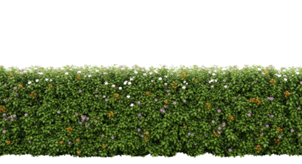 Isolated Green Flowering Hedge with Small White, Purple, and Orange Blooms on White Background