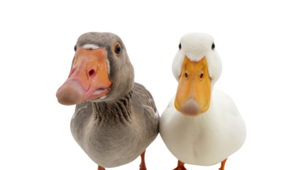 Close-up portrait of a grey goose and a white duck isolated on white background
