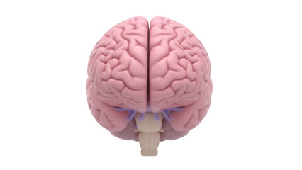 Human brain model isolated PNG, anatomical representation of the cerebrum and brainstem for medical education and neuroscience studies