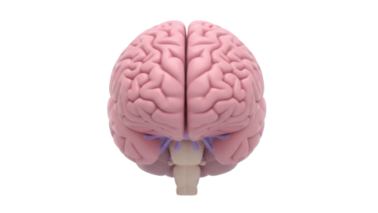Human brain model isolated PNG, anatomical representation of the cerebrum and brainstem for medical education and neuroscience studies