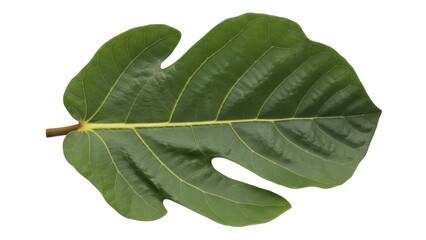 Isolated textured green fiddle-leaf fig leaf, with prominent veins and yellow stem, a tropical plant