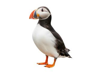Isolated Atlantic puffin close up portrait with bright bill, colorful bird of North Atlantic