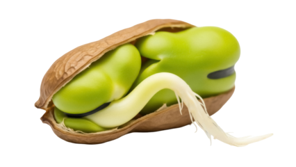 Sprouted broad bean isolated PNG on transparent background, fava bean seed with root ready for planting in the garden, healthy food