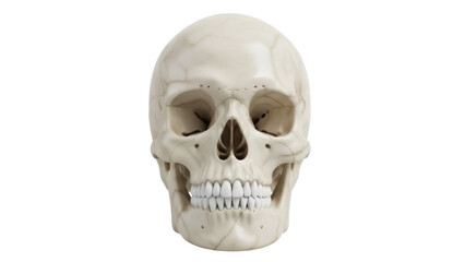 Human skull isolated PNG on transparent background, anatomical model for medical study and Halloween decoration, bone structure and teeth