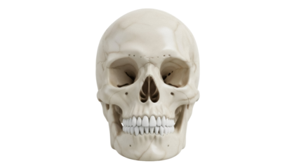 Human skull isolated PNG on transparent background, anatomical model for medical study and Halloween decoration, bone structure and teeth