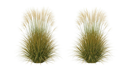 Obraz premium Two Isolated Clumps of Tall Ornamental Grass on White Background
