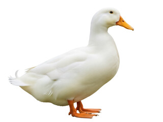 Isolated, full-body view of a domestic Pekin duck with an orange beak and feet, standing tall