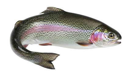 Fresh rainbow trout isolated PNG on transparent background, raw fish with vibrant colors and speckled pattern for culinary and seafood themes
