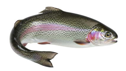 Fresh rainbow trout isolated PNG on transparent background, raw fish with vibrant colors and speckled pattern for culinary and seafood themes