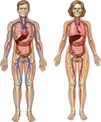 Complete Human Body Organs Anatomy Vector Illustration