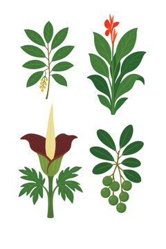 Tropical Exotic Flowers Edition #13&mdash;Tamanu, Corpse Flower, Canna Lily, and Java Vig. Vector Illustration. Design Element. Clip art. Suitable for artwork design. Editable for any design.
