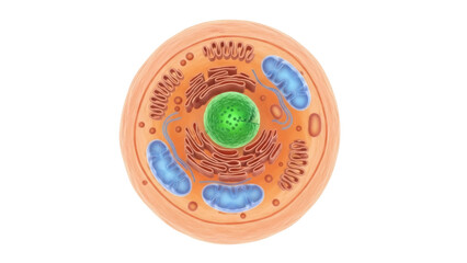 Isolated eukaryotic cell, basic animal cell, cell structure, organelles, detailed view