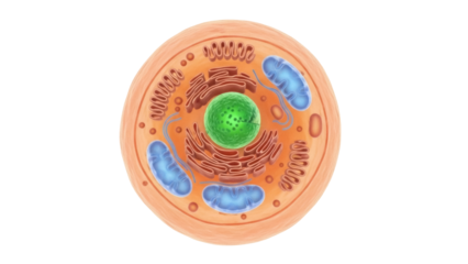Isolated eukaryotic cell, basic animal cell, cell structure, organelles, detailed view
