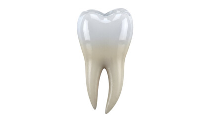 Realistic molar tooth isolated PNG on transparent background, dental anatomy model for educational and medical use in dentistry